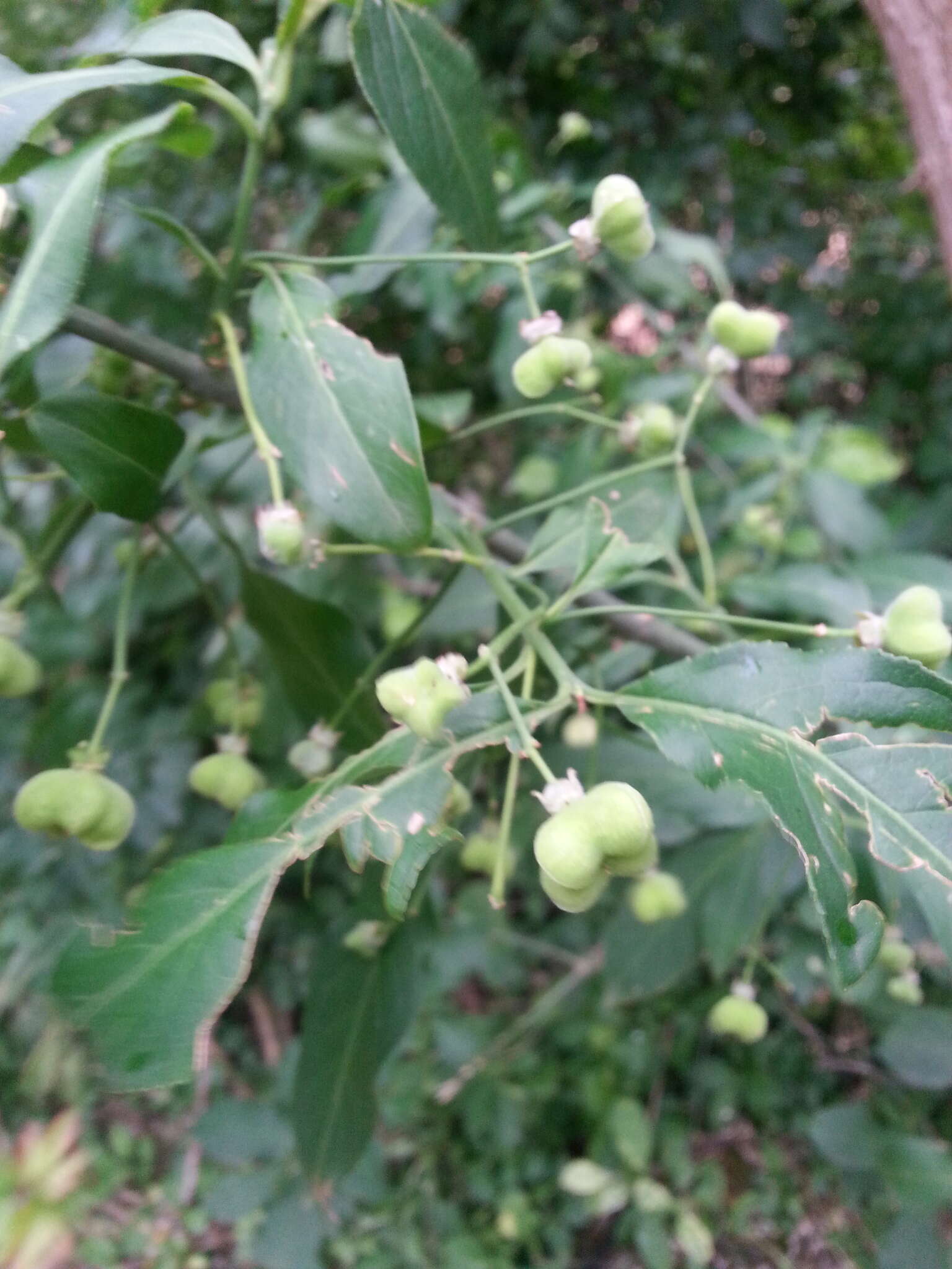 Image of Common spindle tree