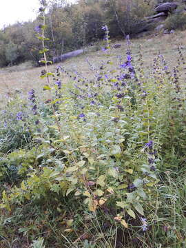 Imagem de Lophanthus chinensis Benth.