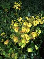 Image of Wood Spurge