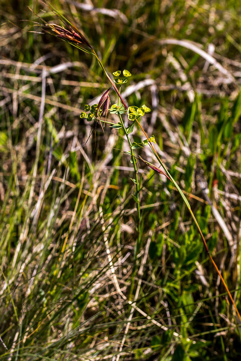 Image of Milkgrass