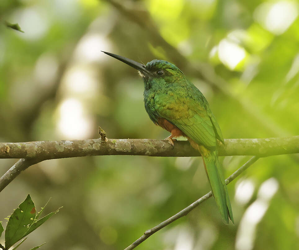 Image of Bluish-fronted Jacamar