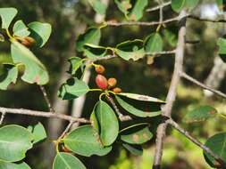 Image of Erythroxylum guatemalense Lundell