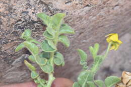 Imagem de Solanum pennellii Correll