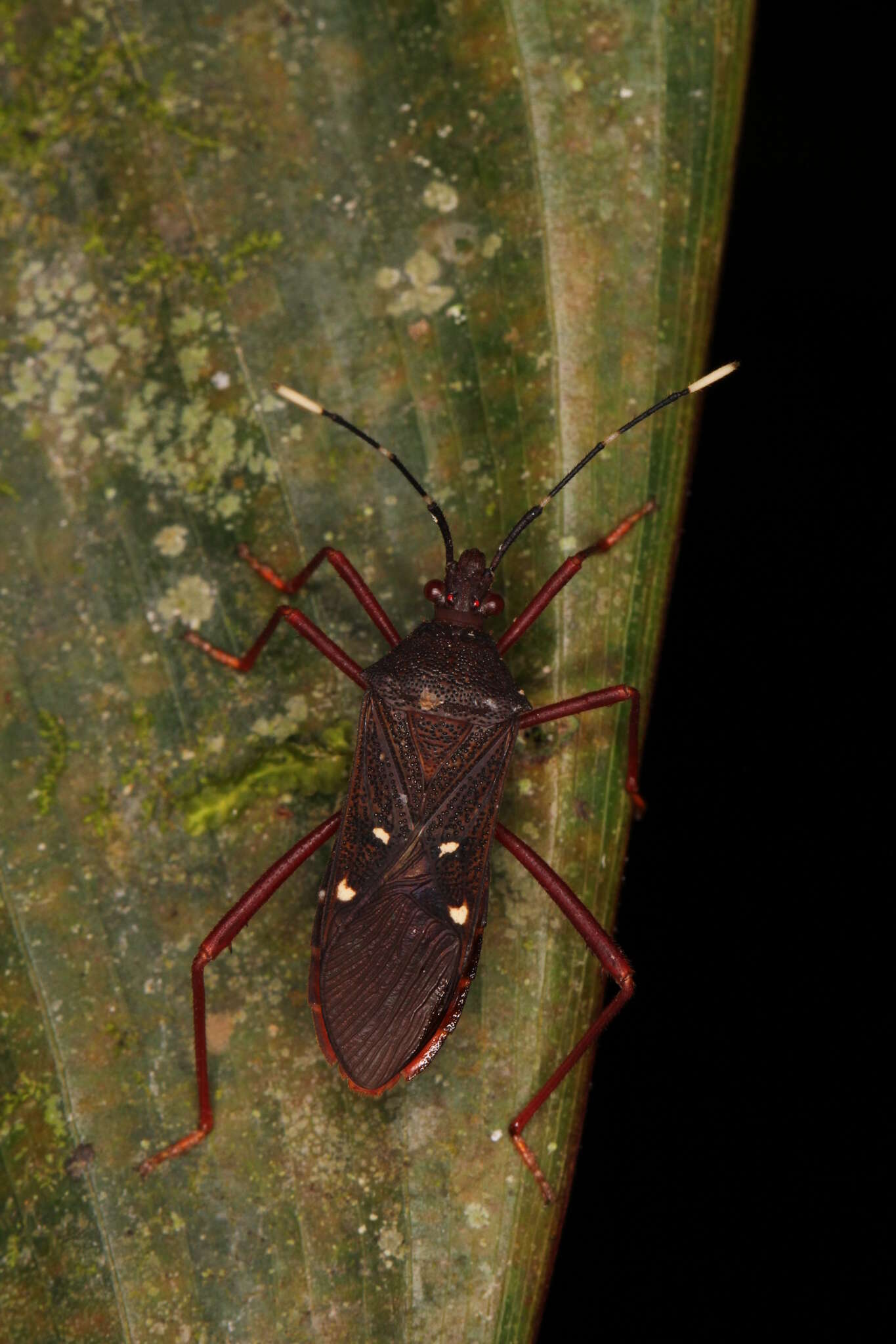 Image of Leptoscelis quadrisignatus (Distant 1881)