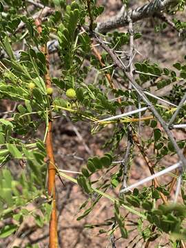 Image of Vachellia swazica (Burtt Davy) Kyal. & Boatwr.