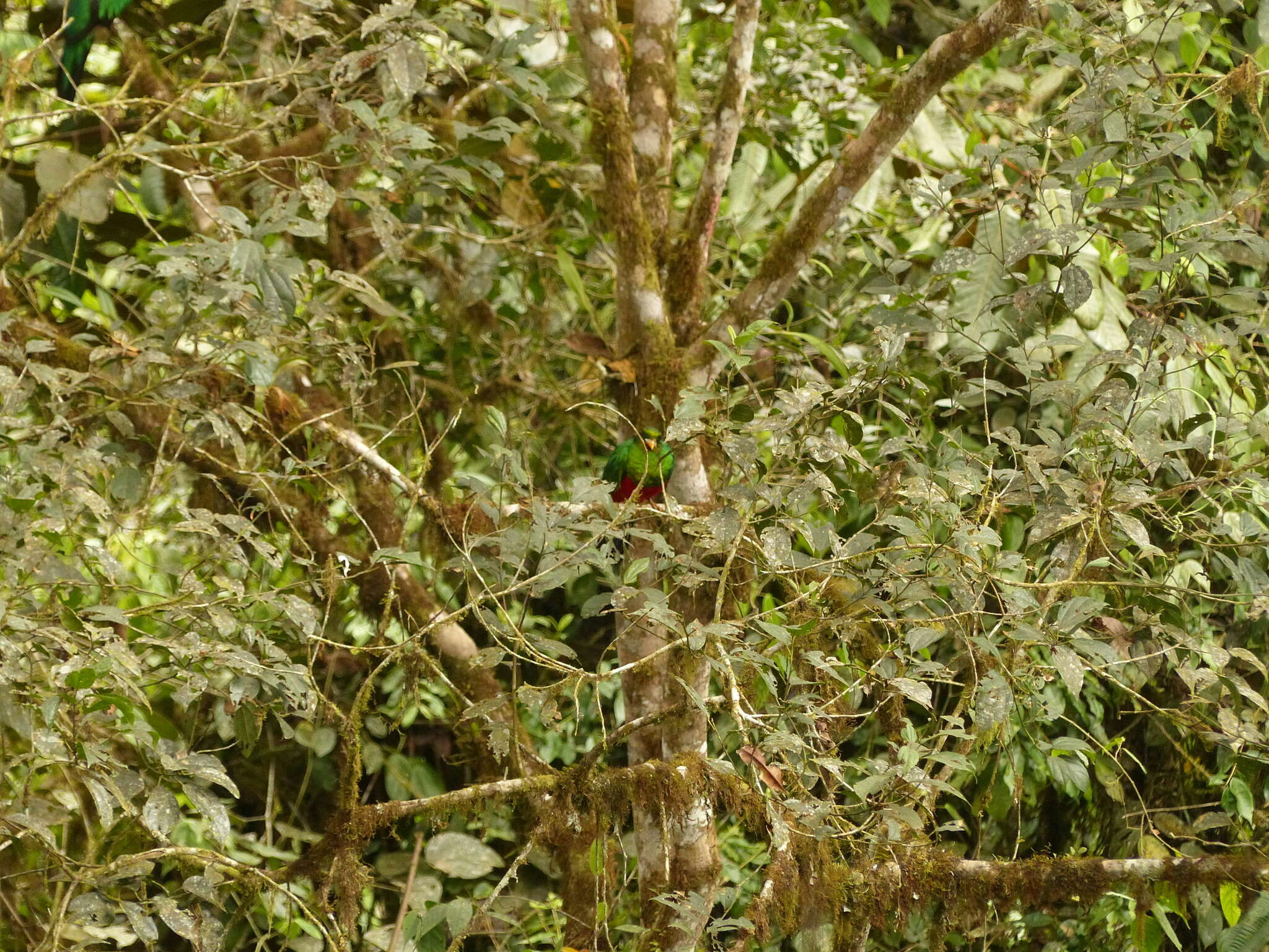 Image de Quetzal doré