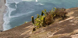 Image of <i>Rhipsalis triangularis</i>