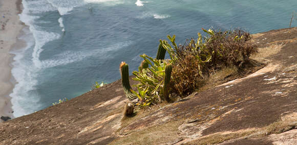 Image de <i>Rhipsalis triangularis</i>