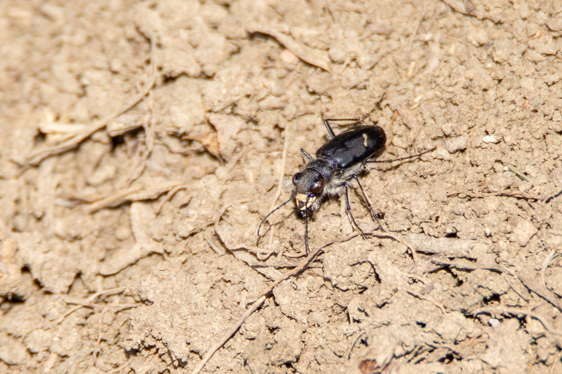 Image of Cicindela (Cicindela) purpurea purpurea A. G. Olivier 1790