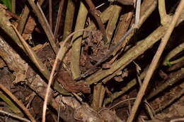 Image of Acalypha cincta Müll. Arg.