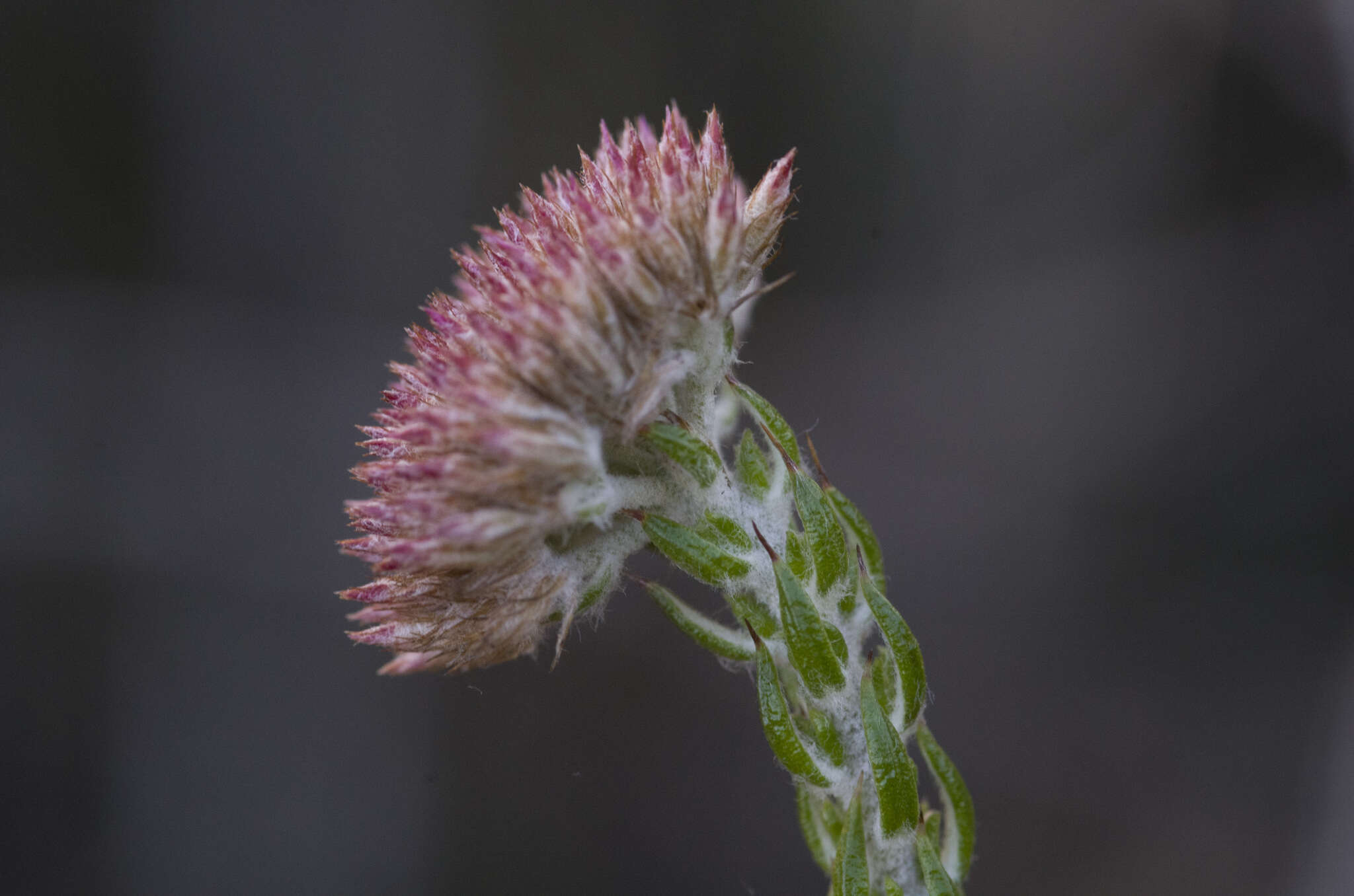 Image of Pretty Blombush