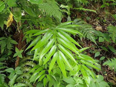 Image of Coniogramme japonica (Thunb. ex Murray) Diels