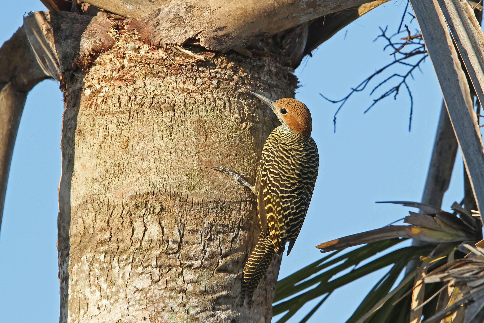 Image of Cuban Flicker