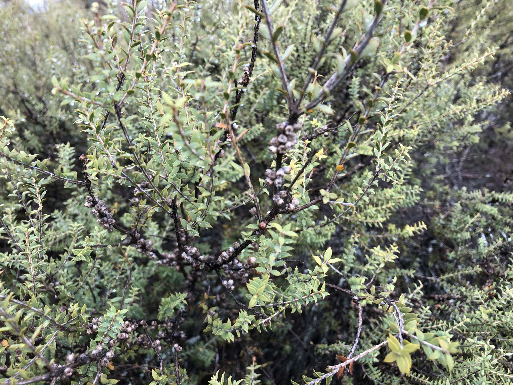 Image of mallee honeymyrtle