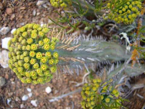 Слика од Euphorbia nesemannii R. A. Dyer