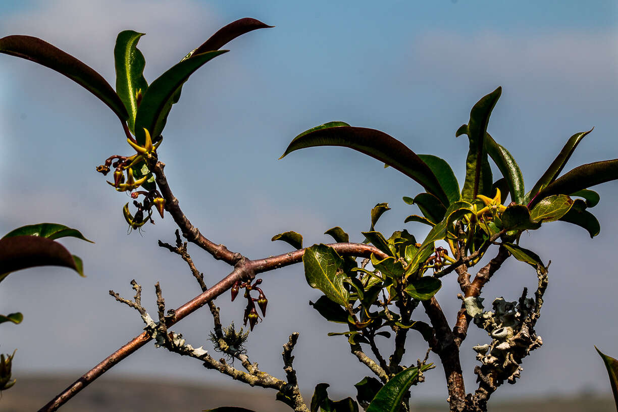 Petopentia natalensis (Schltr.) Bullock resmi