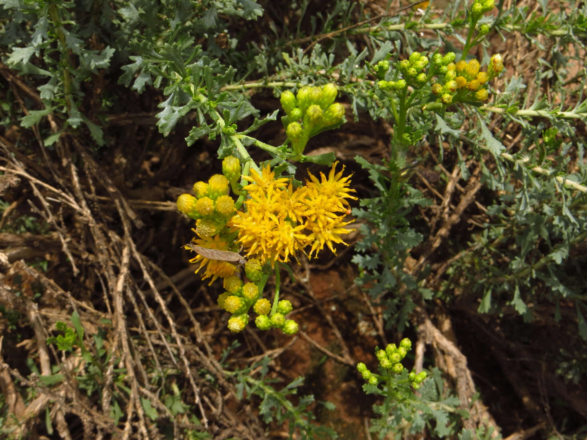 Image of Isocoma hartwegii (A. Gray) Greene