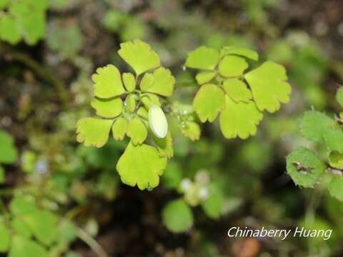 Image of Dichocarpum adiantifolium (Hook. fil. & Thomson) W. T. Wang & P. K. Hsiao