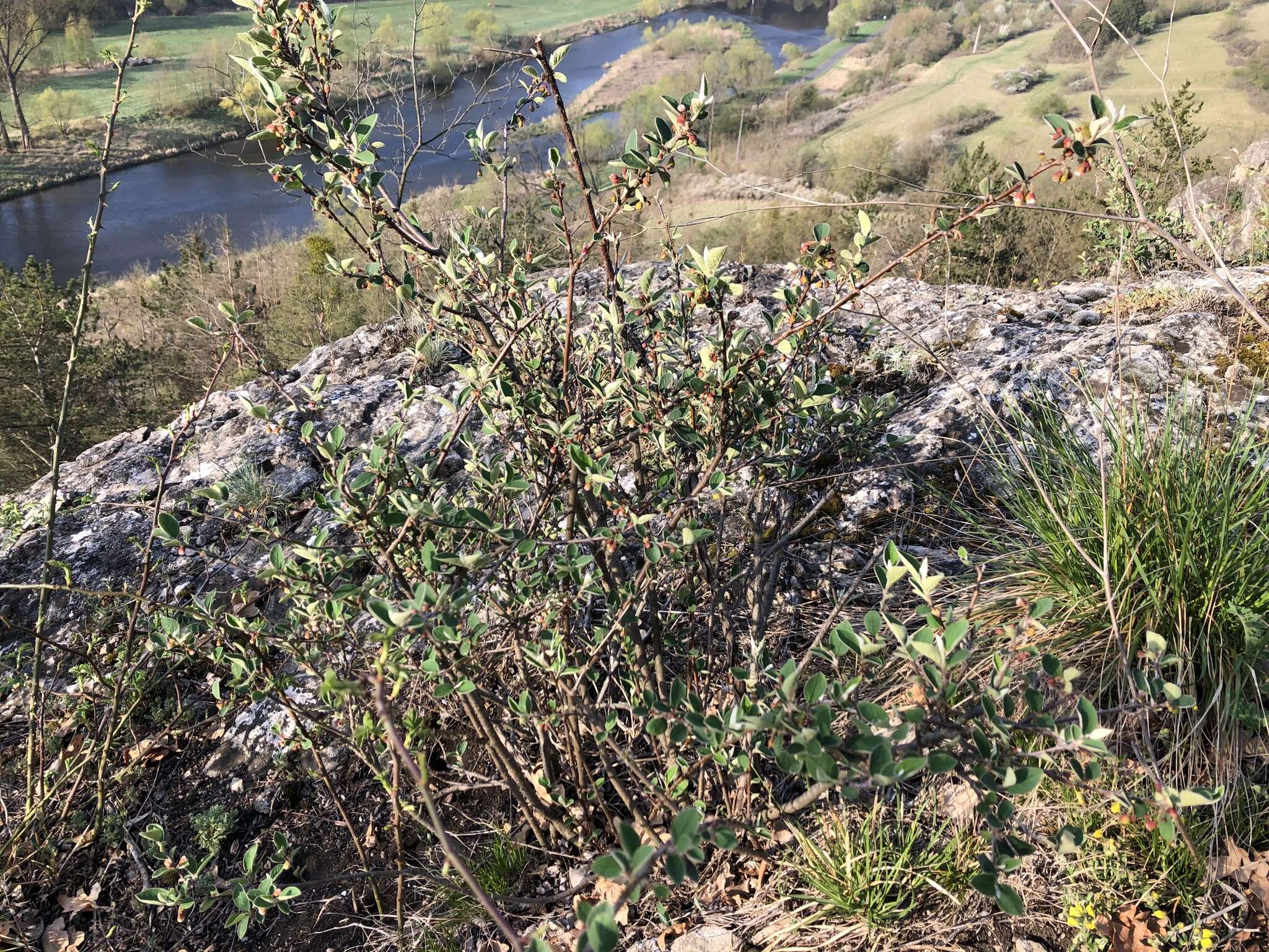 Imagem de Cotoneaster integerrimus Medik.