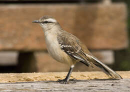 Image of Chalk-browed Mockingbird