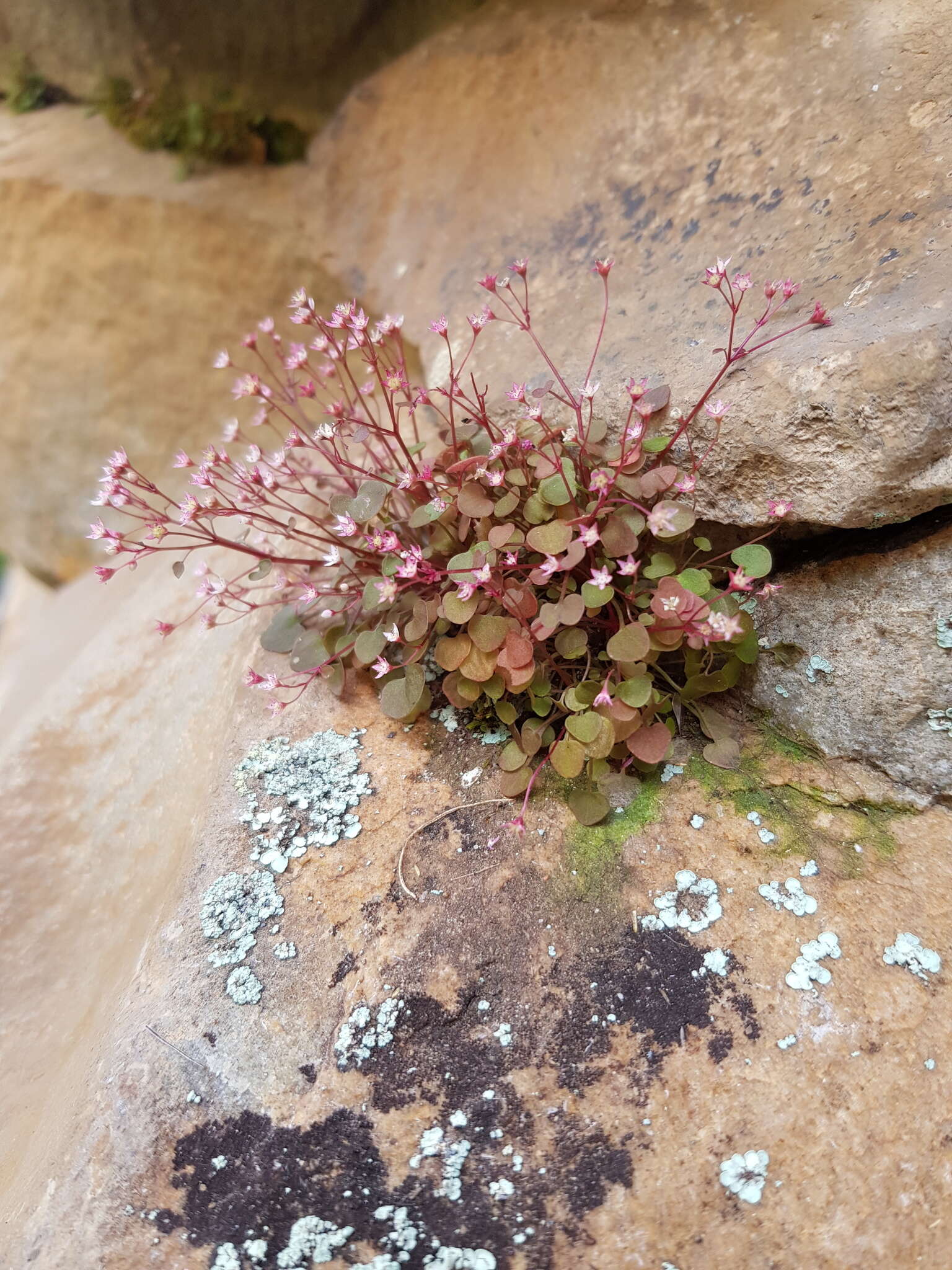 Image of Crassula dentata Thunb.