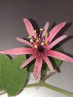 Image of Passiflora sanguinolenta Mast. & Linden