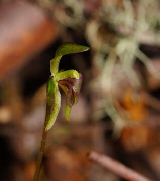 Plancia ëd Townsonia viridis (Hook. fil.) Schltr.