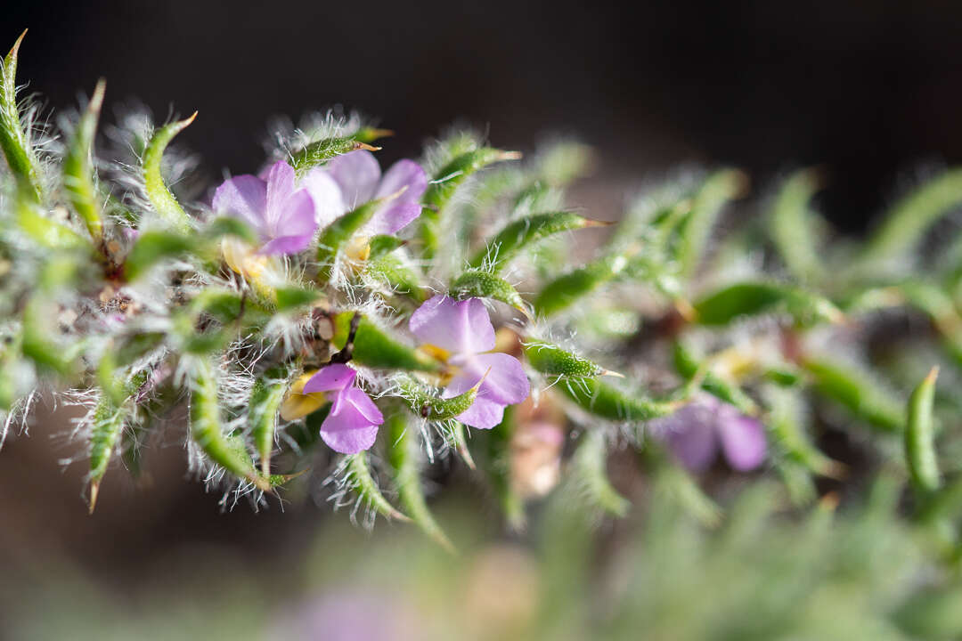 Image of Muraltia rosmarinifolia Levyns