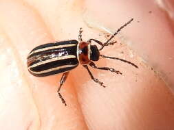 Image of Disonycha procera Casey 1884