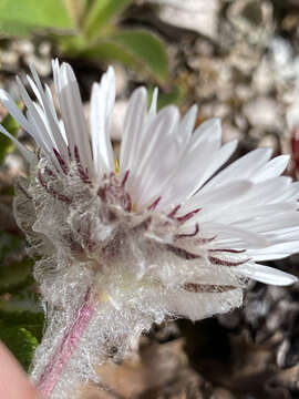 Image of Muir's fleabane