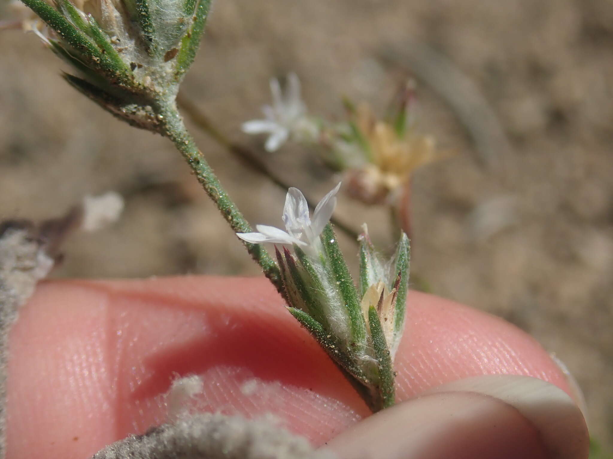 Imagem de Eriastrum sparsiflorum (Eastw.) Mason