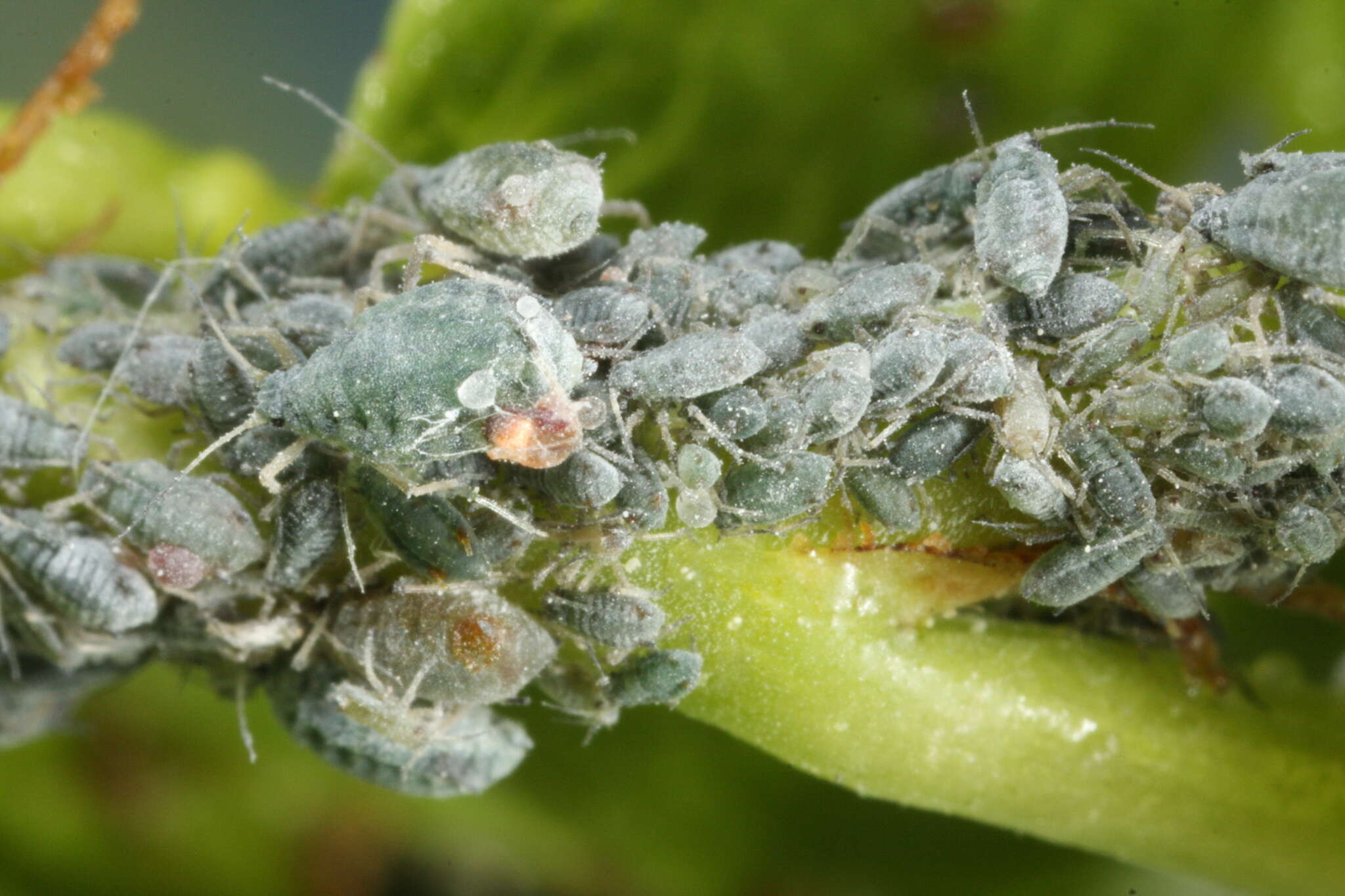 Imagem de Rhopalosiphum padi (Linnaeus 1758)