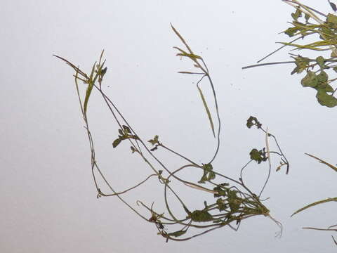 Image of Cardamine corymbosa Hook. fil.