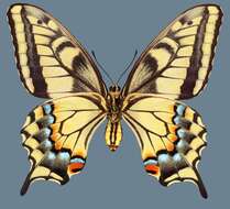 Image of <i>Papilio machaon bairdii</i>