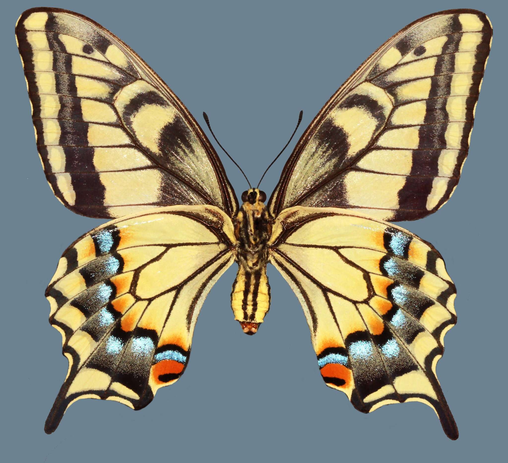 Image of <i>Papilio machaon bairdii</i>