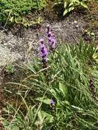 صورة Liatris helleri (Porter) Porter