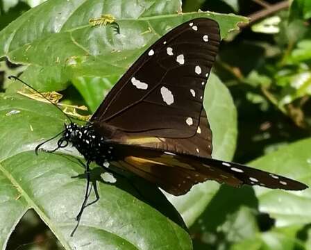 صورة Amauris echeria jacksoni Sharpe 1892