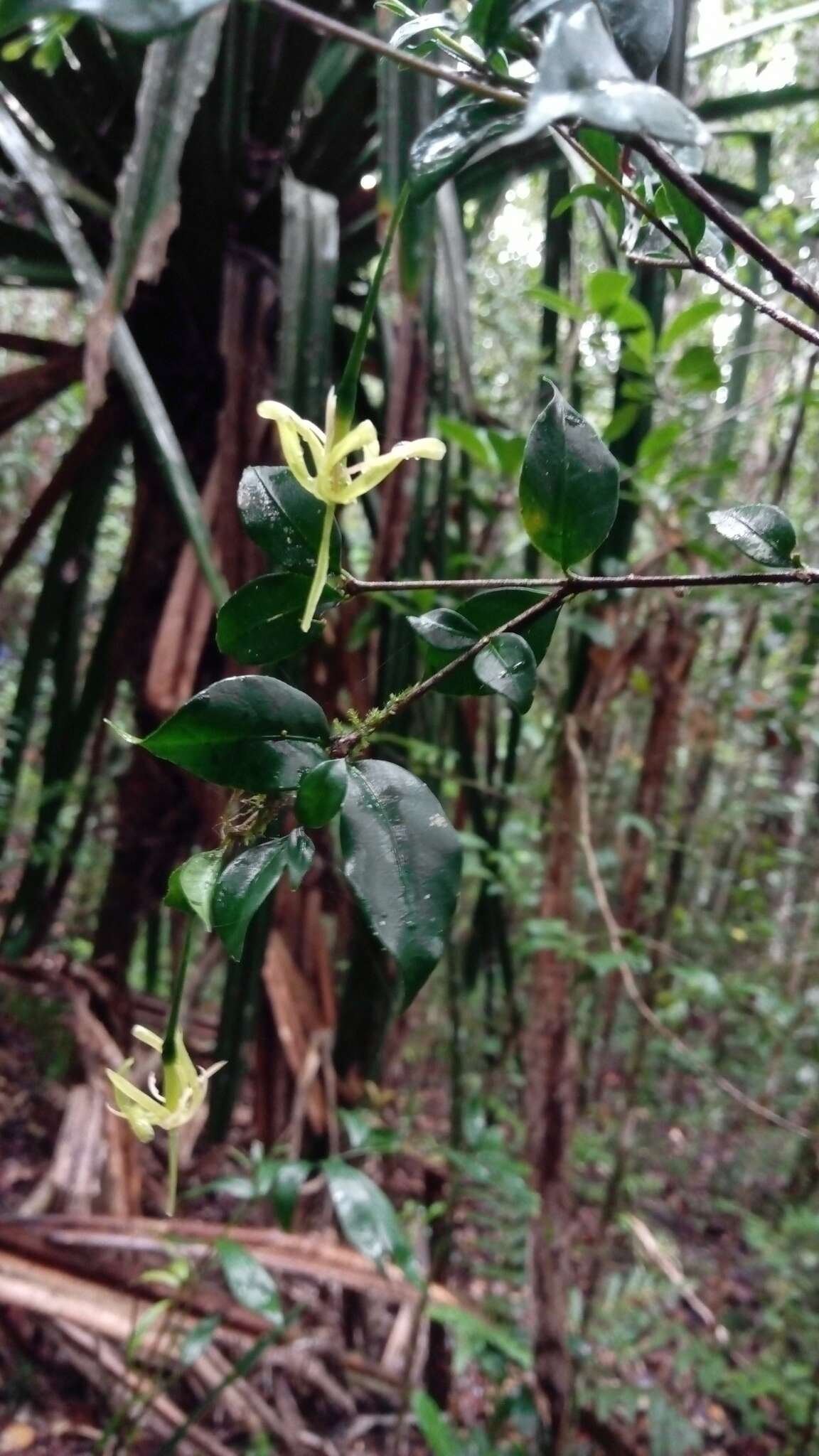 صورة Tarenna uniflora Homolle