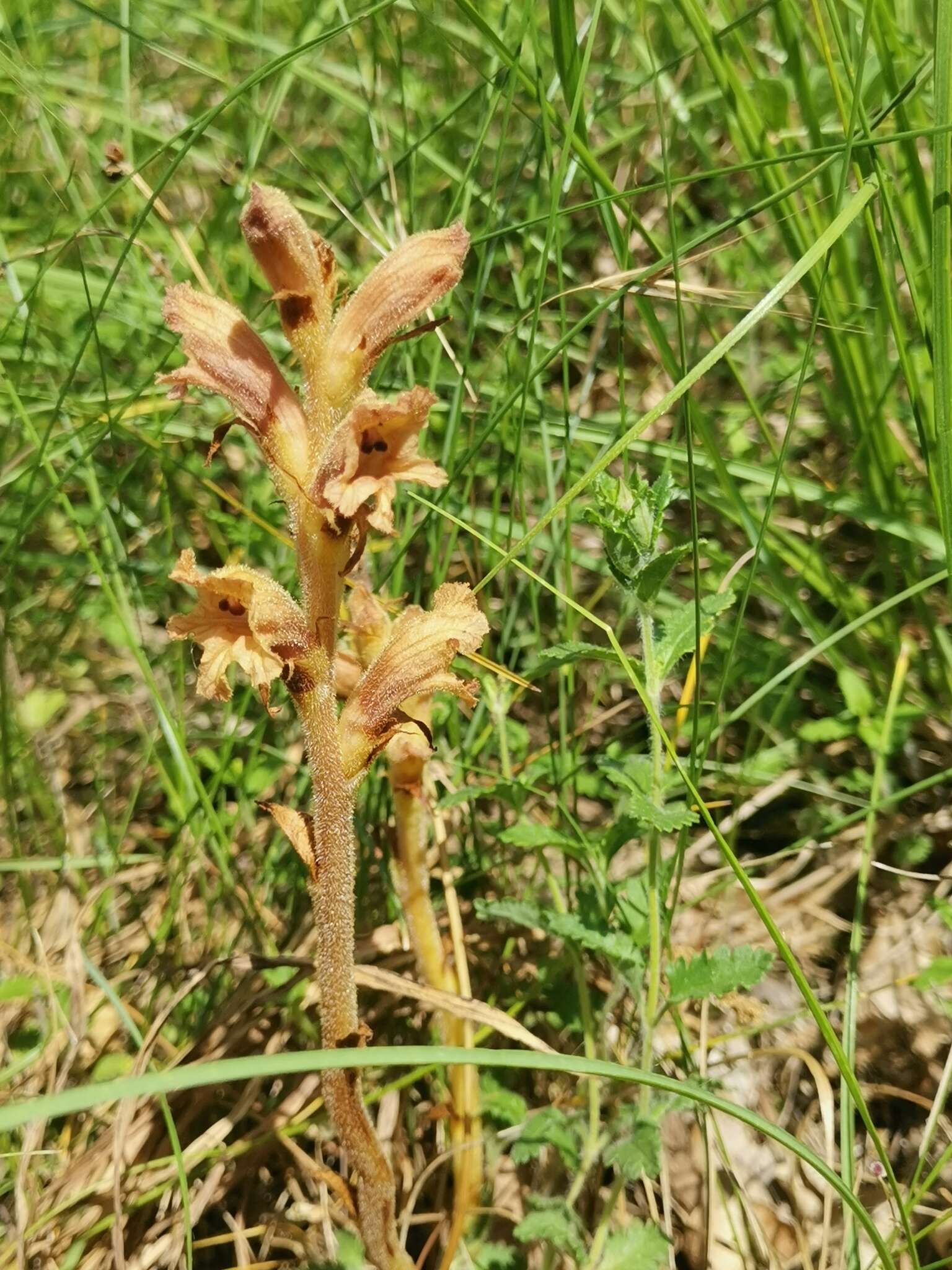 Imagem de Orobanche teucrii Holandre