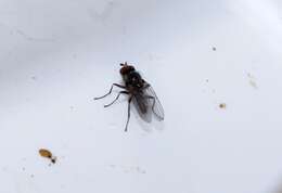 Image of Chicken dung fly