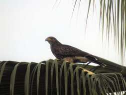 Image of Parabuteo unicinctus unicinctus (Temminck 1824)