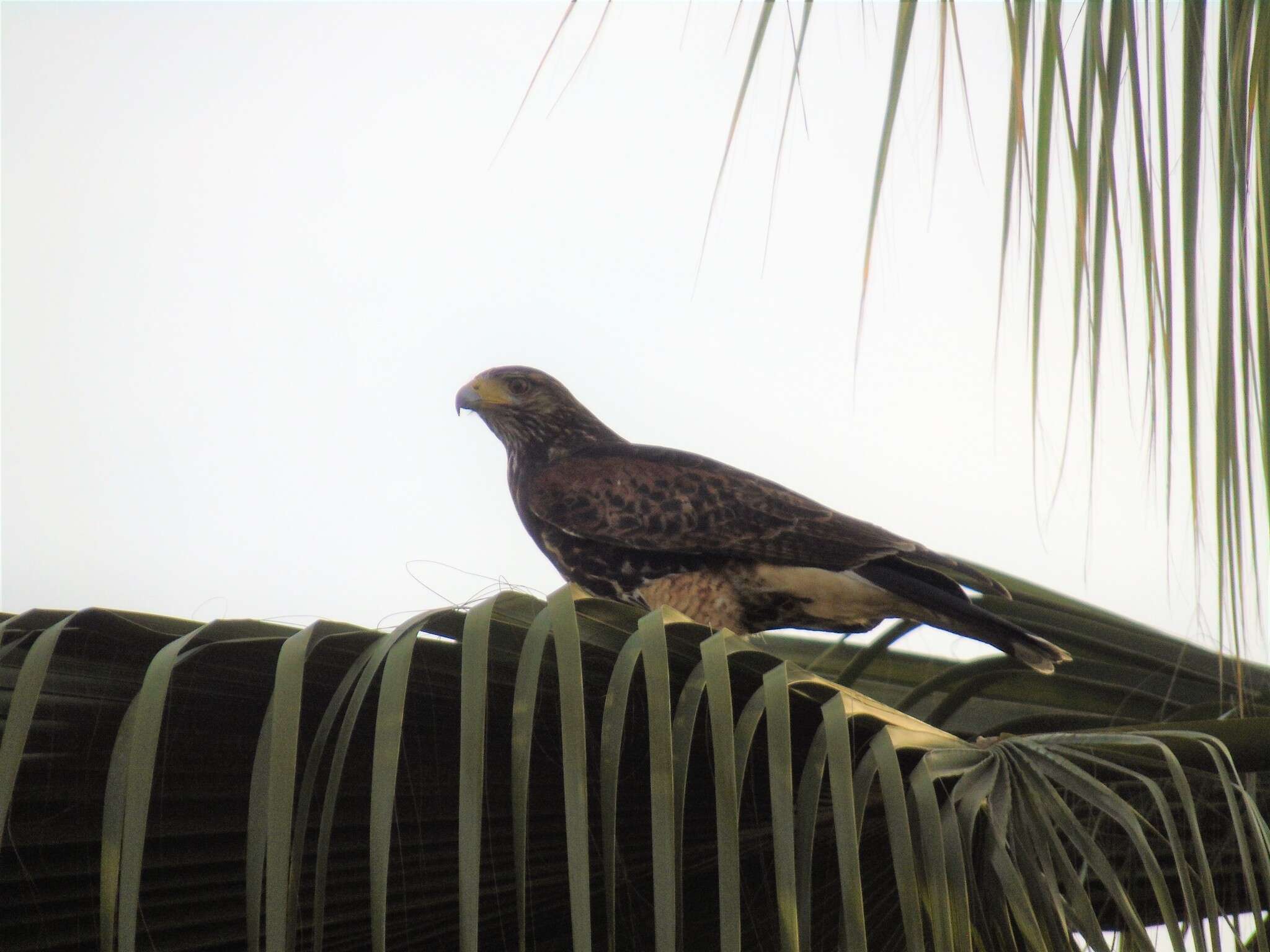 Sivun Parabuteo unicinctus unicinctus (Temminck 1824) kuva