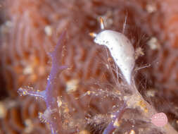 Image de Hypselodoris lacuna Gosliner & R. F. Johnson 2018