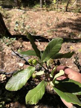 Image de Quercus convallata Trel.