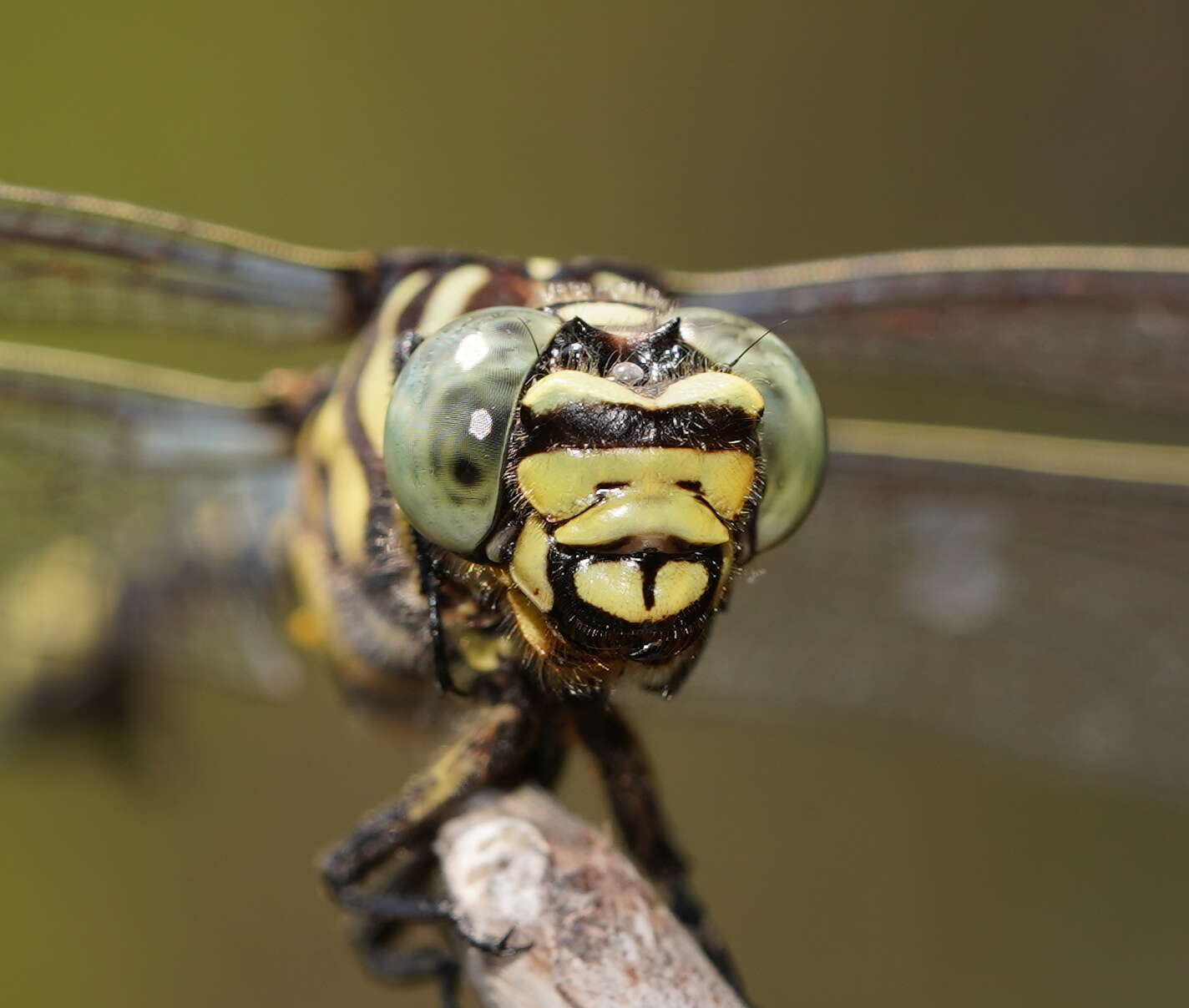 Image of Ictinogomphus australis (Selys 1873)