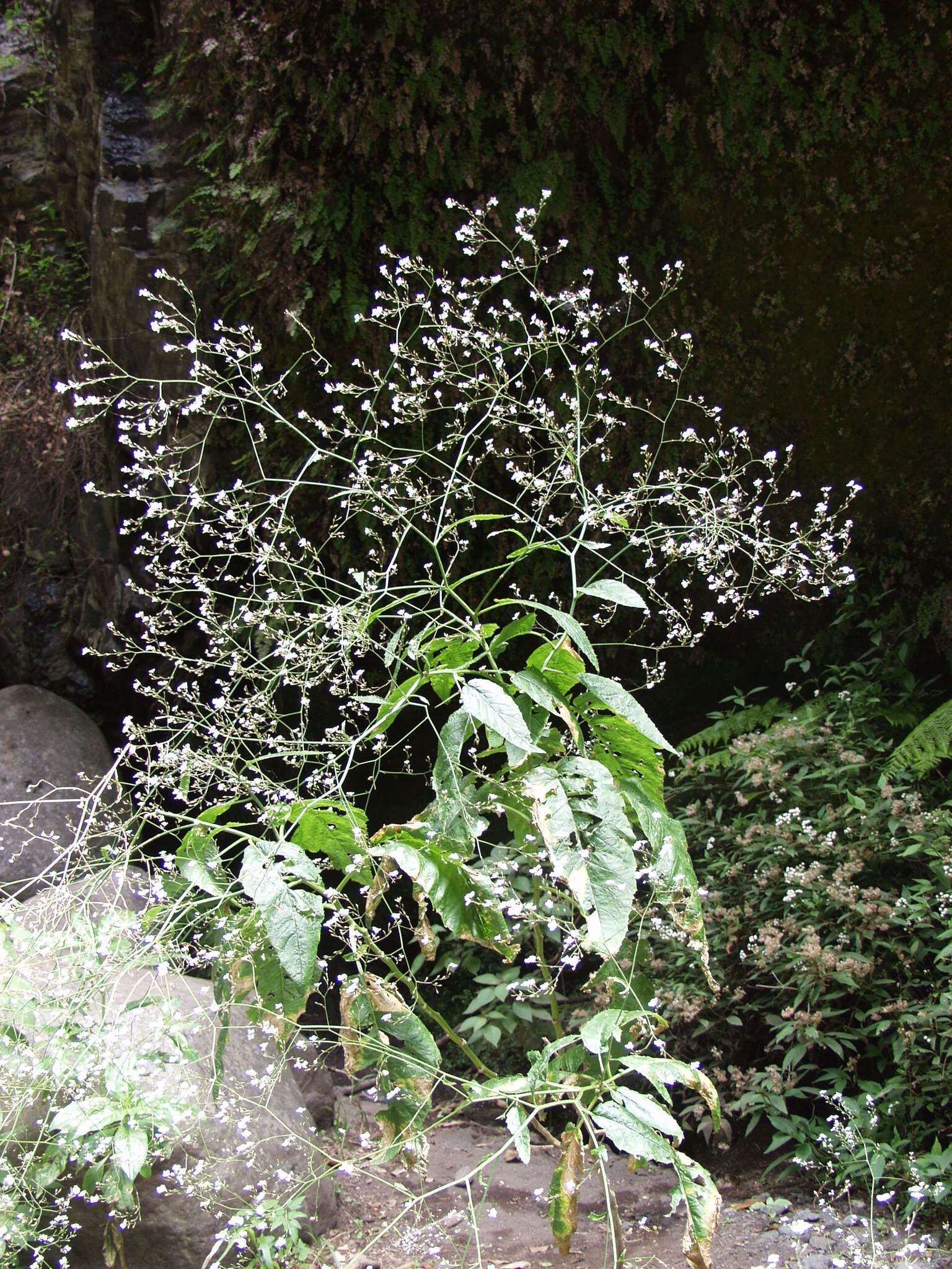 صورة Crambe strigosa L'Hér.