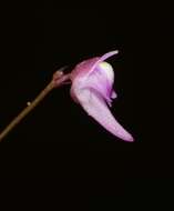 Image de Utricularia minutissima Vahl