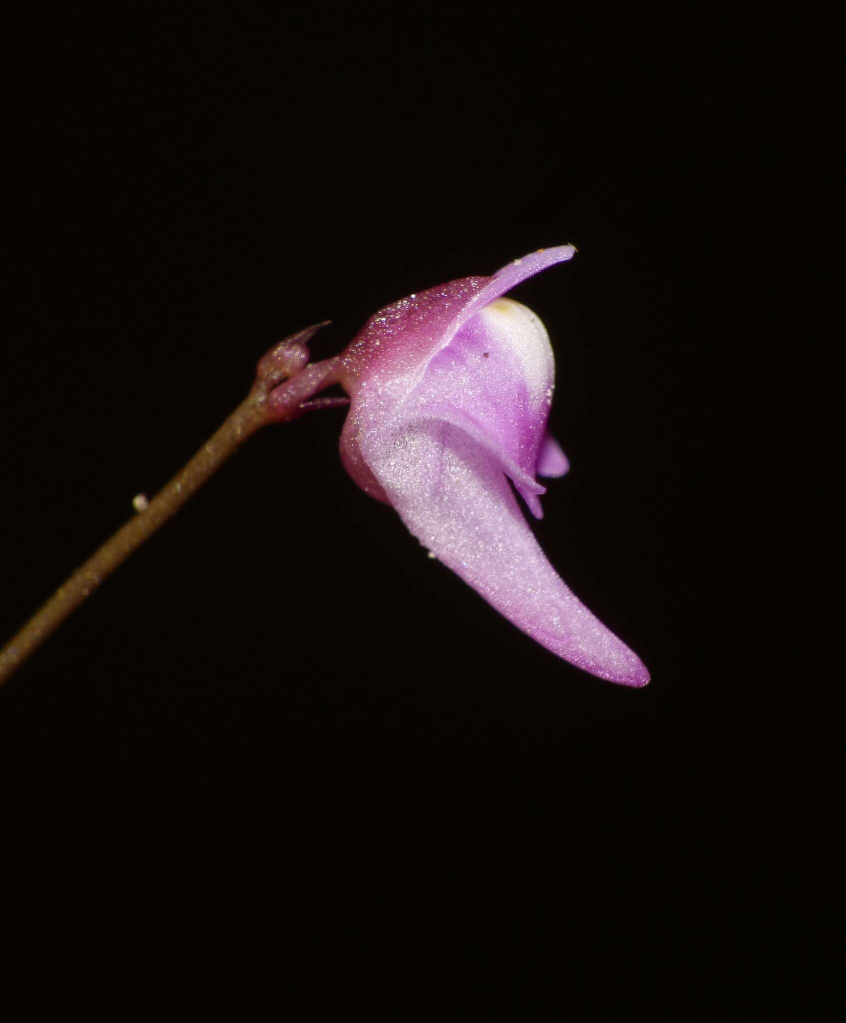 Utricularia minutissima Vahl resmi