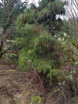 Image of Sawara Cypress