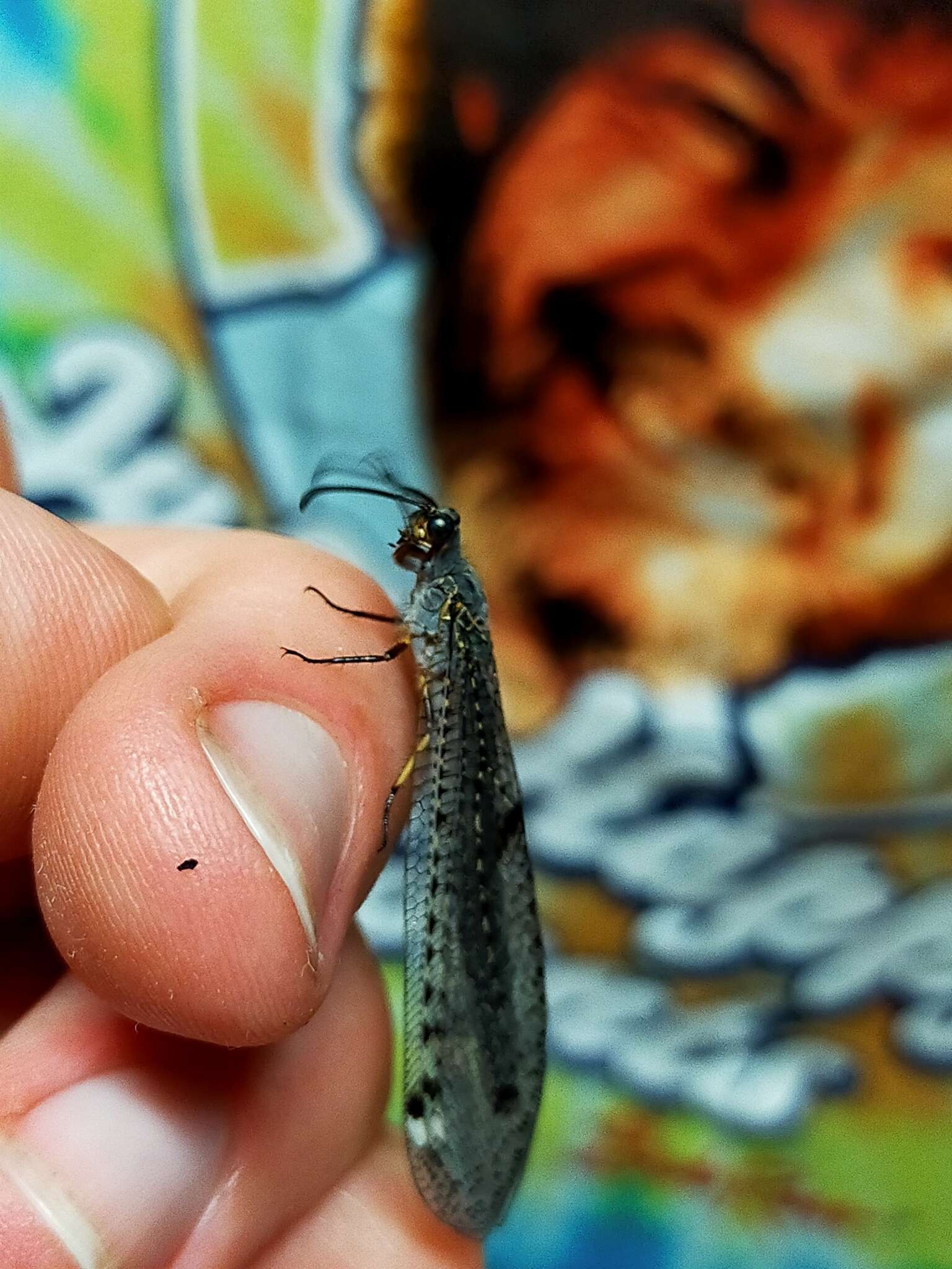 Слика од Weeleus acutus (Walker 1853)